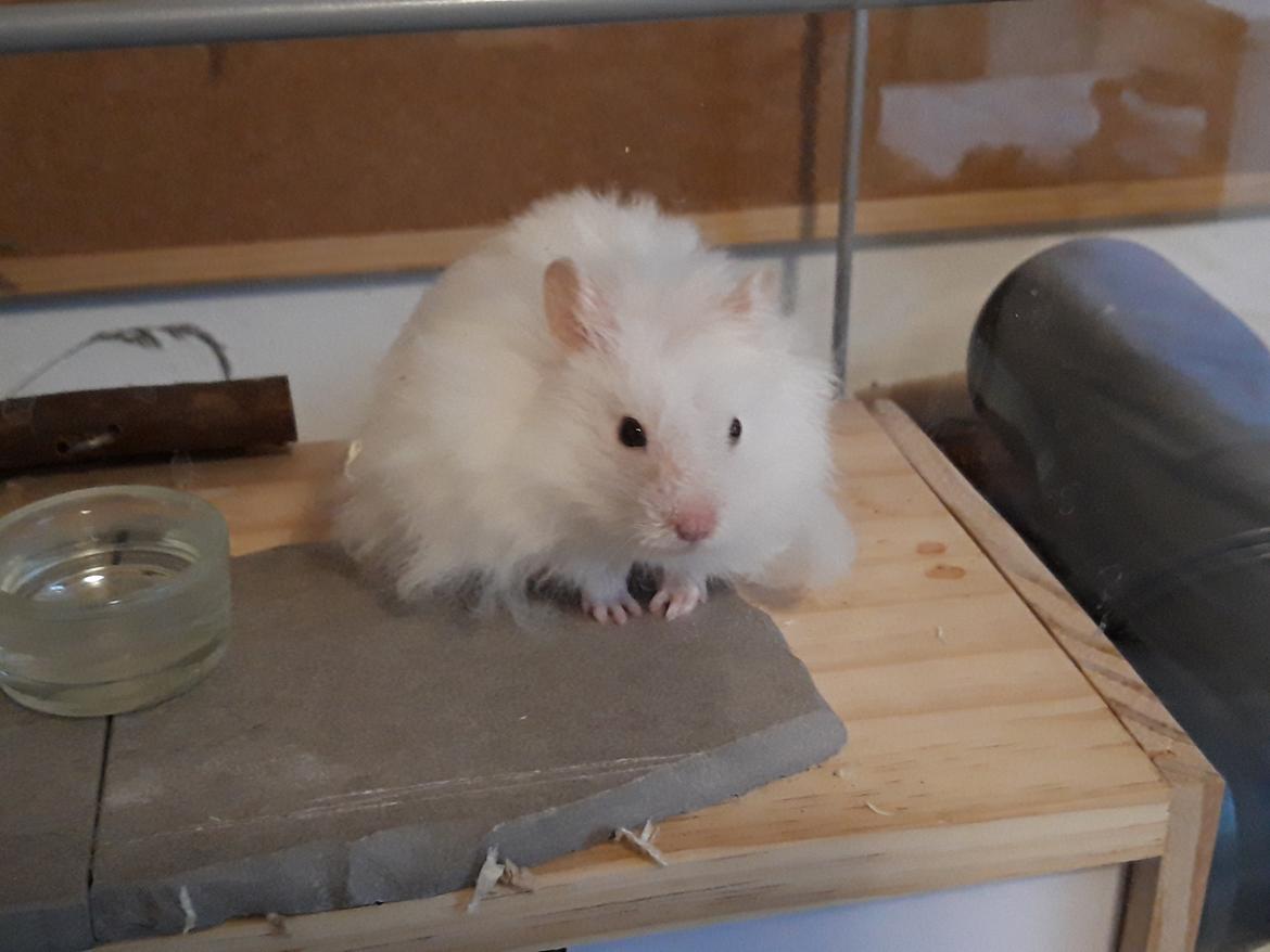 Hamster My Little Mysterious Abaddon - Gammel fyr billede 4