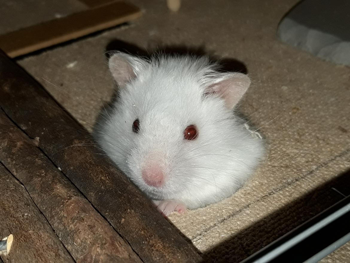 Hamster My Little Mysterious Abaddon billede 6