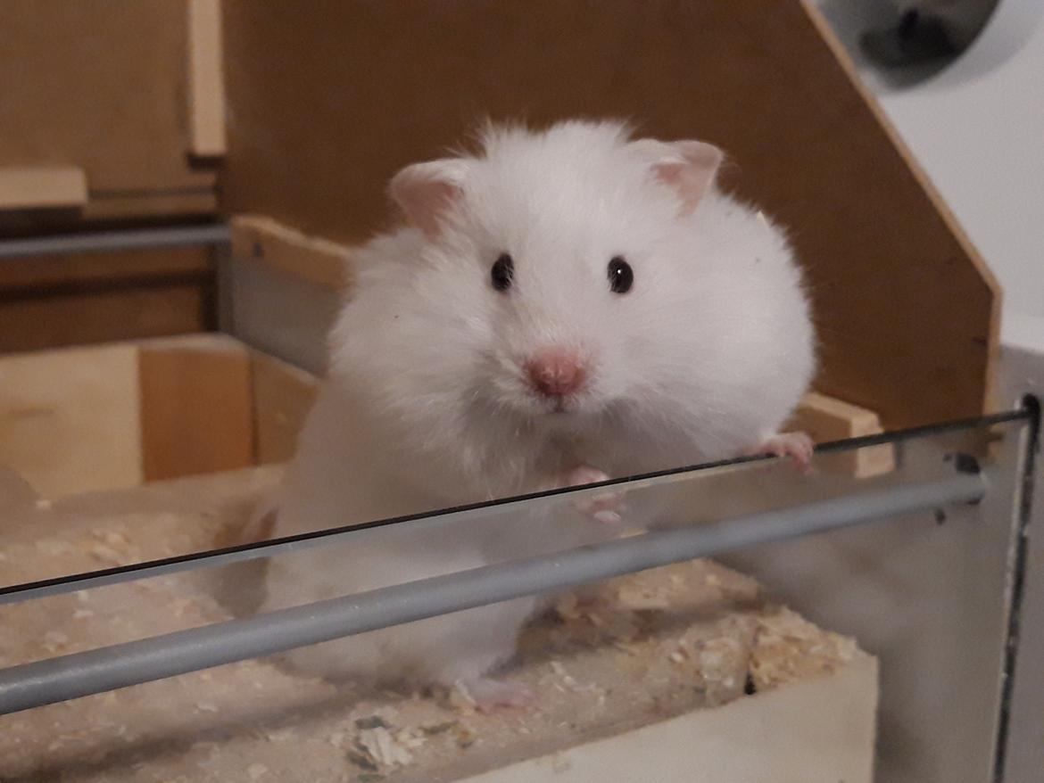 Hamster My Little Mysterious Abaddon billede 7