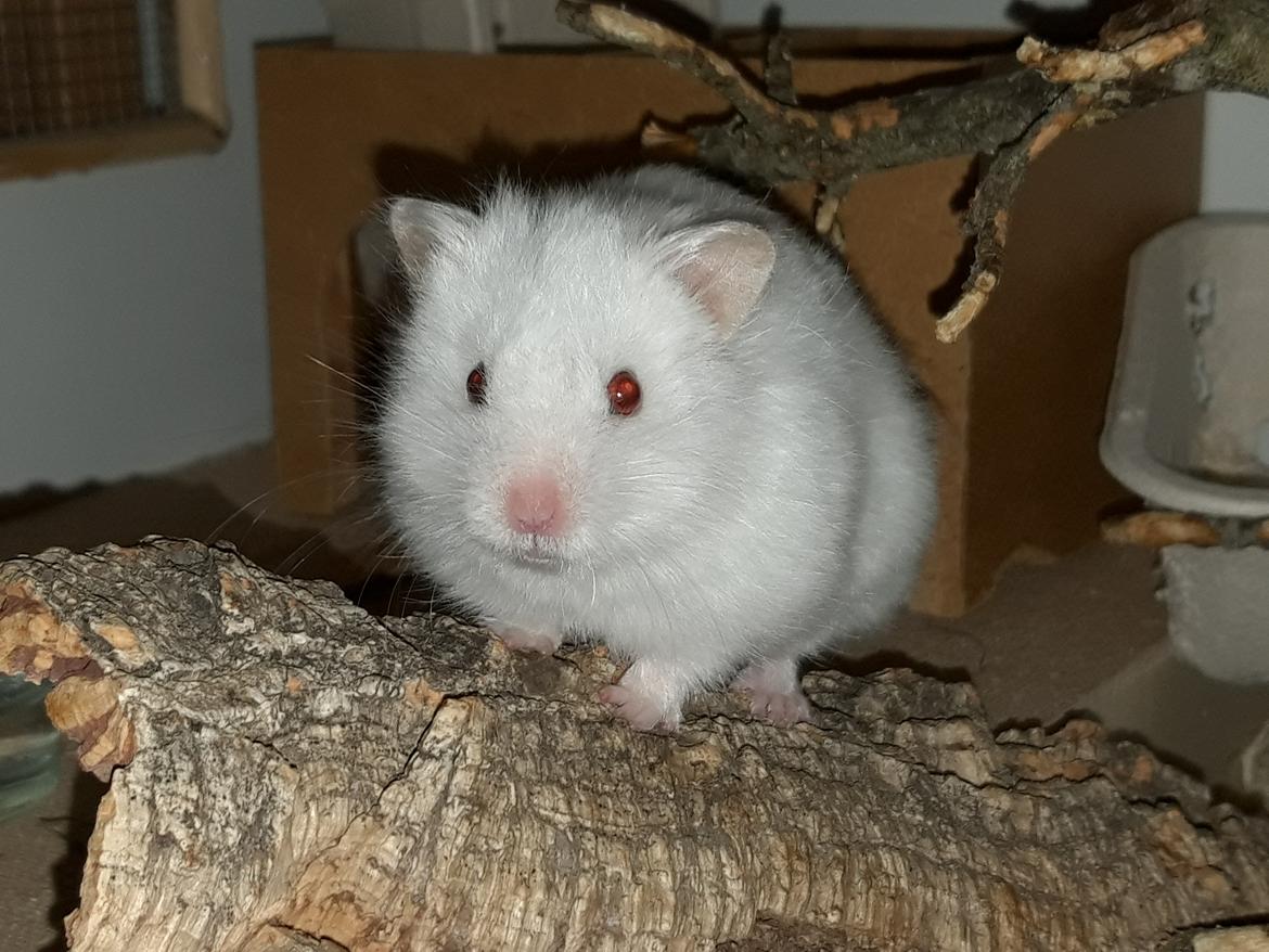 Hamster My Little Mysterious Abaddon billede 8