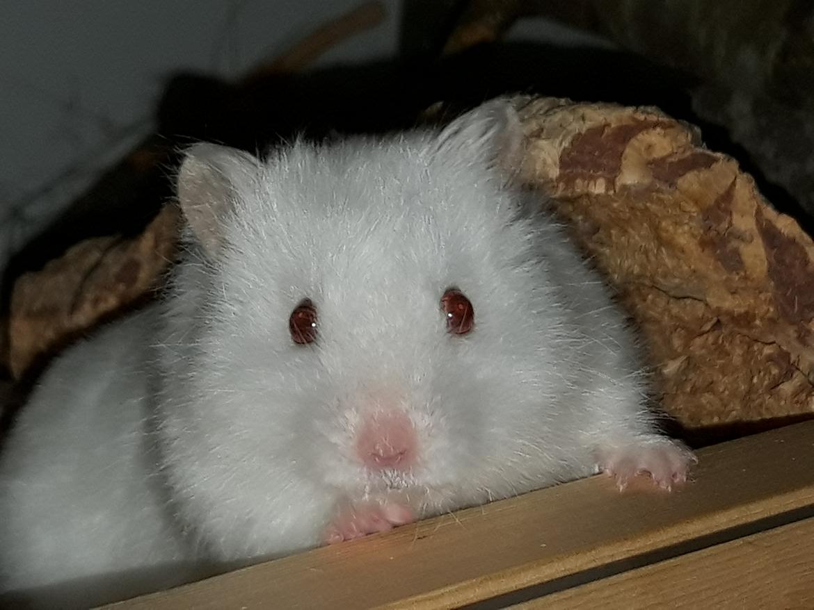 Hamster My Little Mysterious Abaddon billede 9