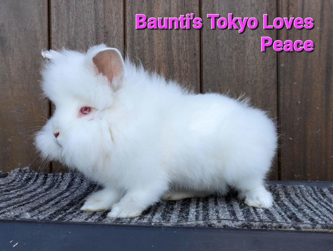Kanin Baunti's Tokyo Loves Peace  billede 1