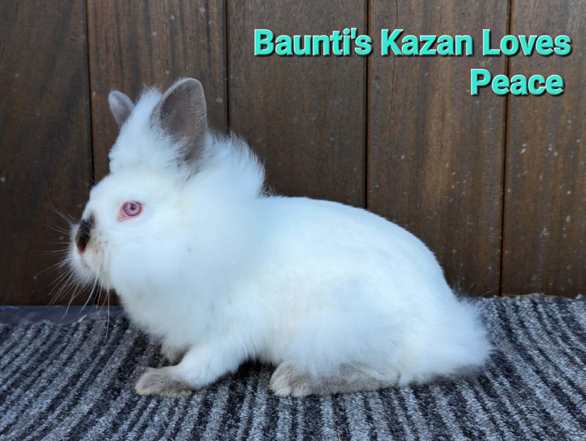 Kanin Baunti's Kazan Loves Peace  billede 1