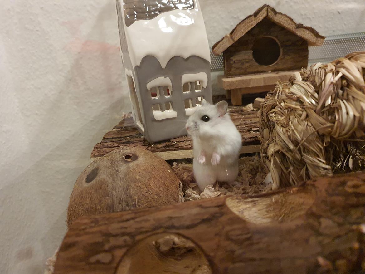 Dværghamster Fnuggi billede 7