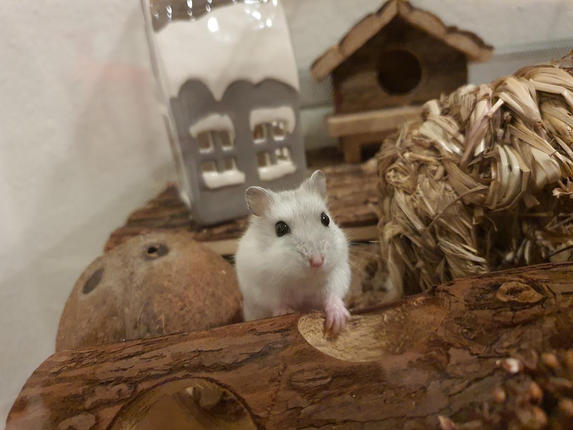 Dværghamster Fnuggi billede 6