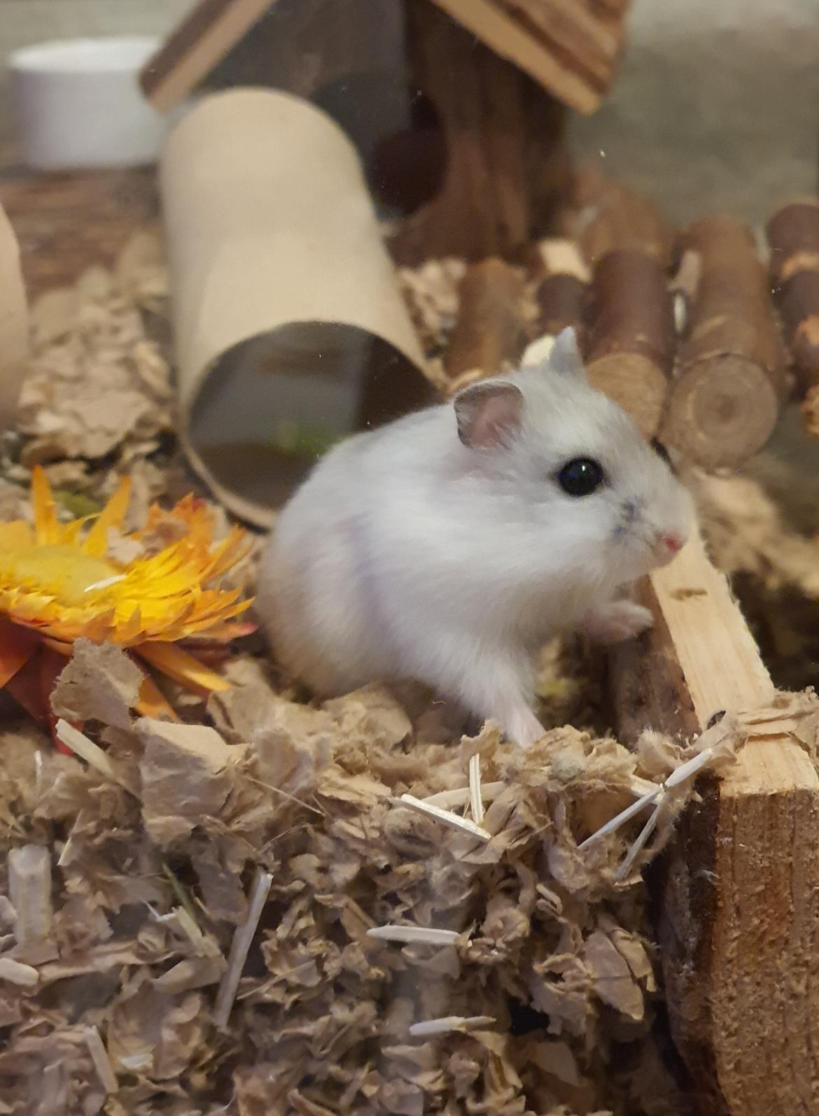 Dværghamster Fnuggi billede 1