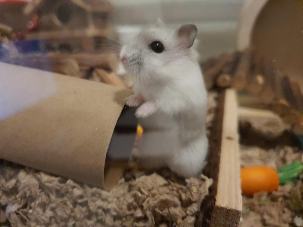 Dværghamster Fnuggi billede 3