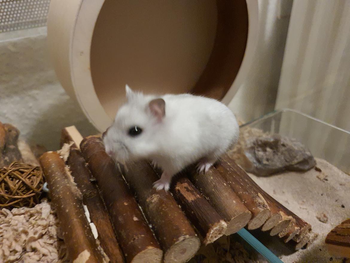 Dværghamster Fnuggi billede 4