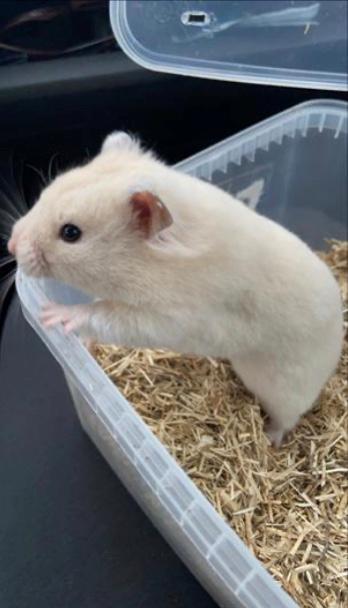 Hamster Basse billede 1