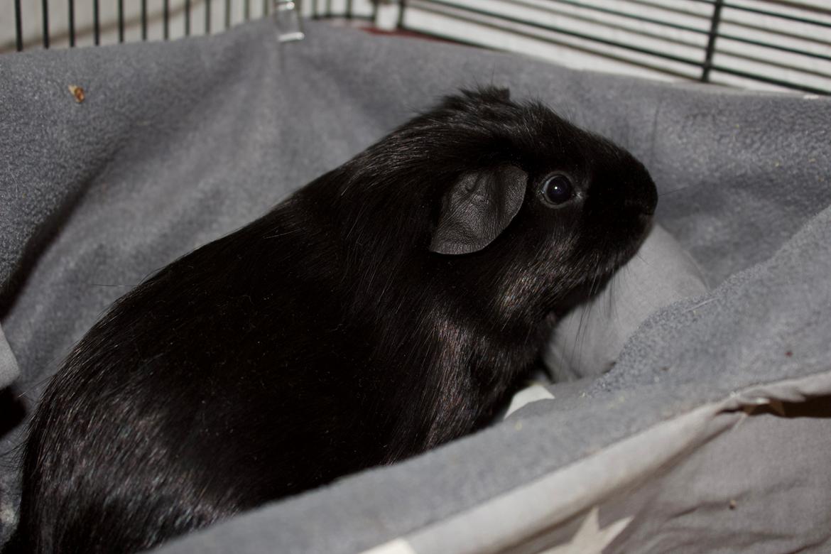 Marsvin Cibell's Black Angus billede 4