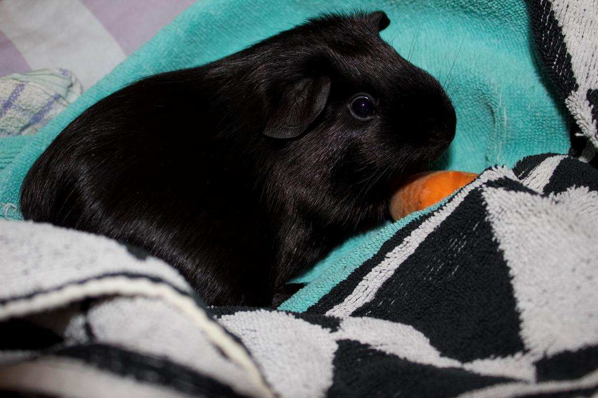 Marsvin Cibell's Black Angus billede 5