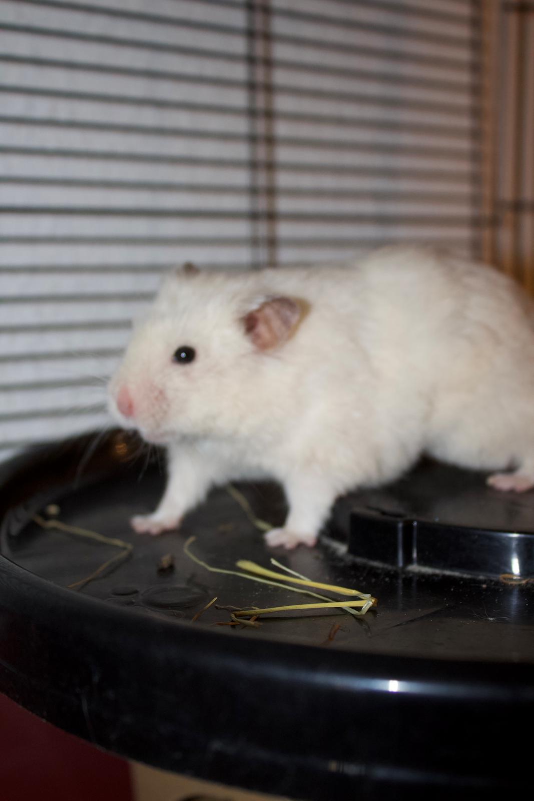 Hamster Basse billede 7