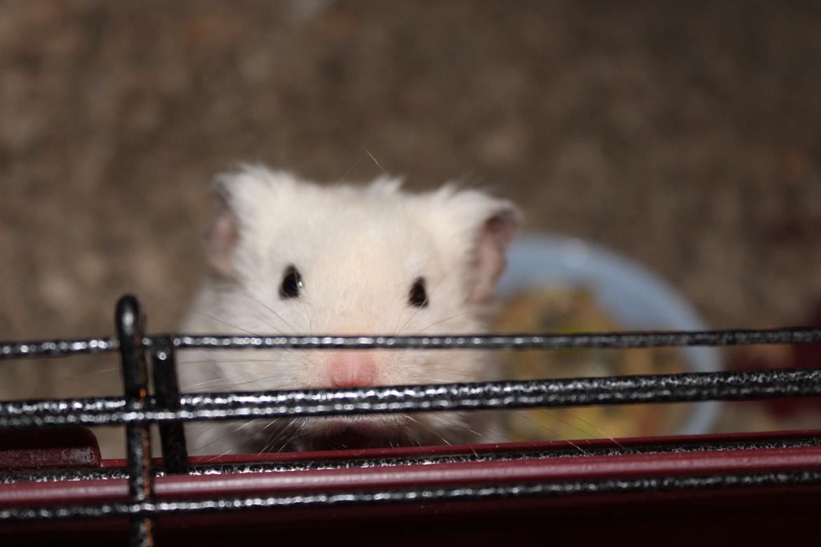 Hamster Basse billede 8