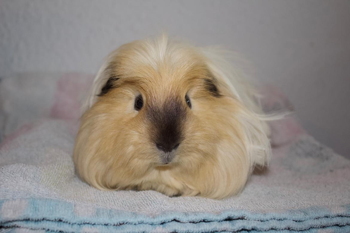 Marsvin Cosmo *Solgt* billede 1