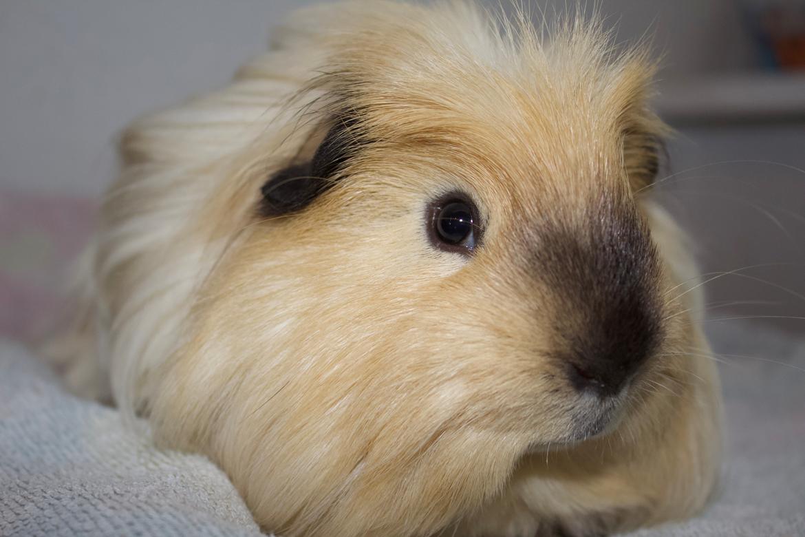 Marsvin Cosmo *Solgt* billede 5