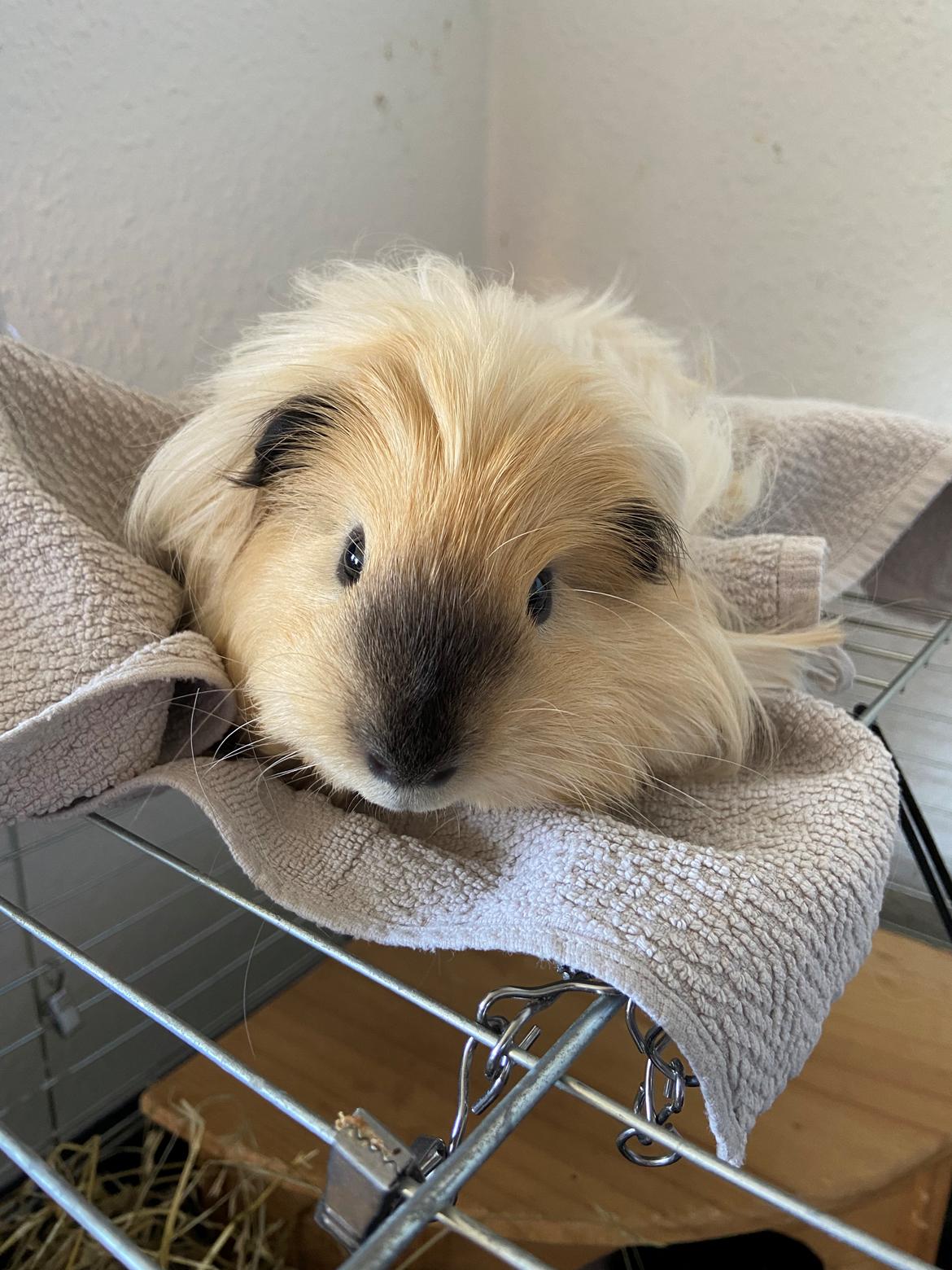 Marsvin Cosmo *Solgt* billede 9