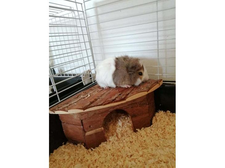 {{currentPhoto.altText}} billede {{currentPhoto.number}}