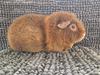 Marsvin Teddy