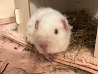 Marsvin Hjørdis, *Himmelgnaver*