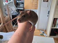 Tamrotte Flamzster Kenny