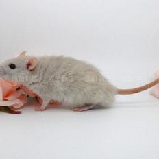 Tamrotte Igloo's Little Buddha