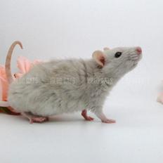 Tamrotte Igloo's Little Buddha