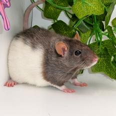 Tamrotte Pipistrelle's Wacom