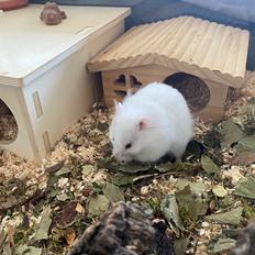 Hamster Sky *Himmelgnaver*