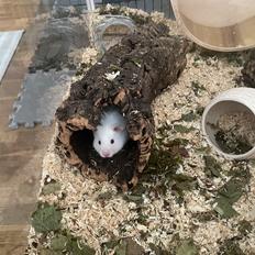 Hamster Sky *Himmelgnaver*