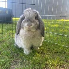 Kanin Alba "Himmelkanin"