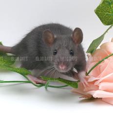 Tamrotte Igloo's Rainbow Racsal