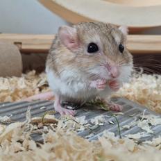 Fedthalemus Mulle's Charlie