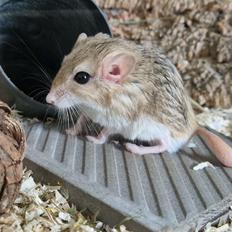 Fedthalemus Mulle's Charlie