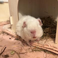 Marsvin Hjørdis, *Himmelgnaver*