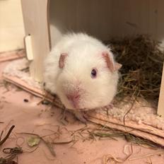 Marsvin Hjørdis, *Himmelgnaver*