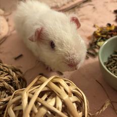 Marsvin Hjørdis, *Himmelgnaver*