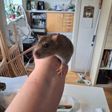 Tamrotte Flamzster Kenny