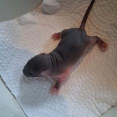 Tamrotte Flamzster Kenny