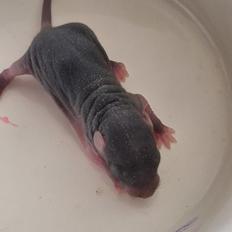 Tamrotte Flamzster Kenny