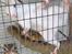 Sugar glider mr jingle jingle jr. jr