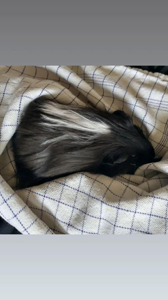 Marsvin Nuller billede 6