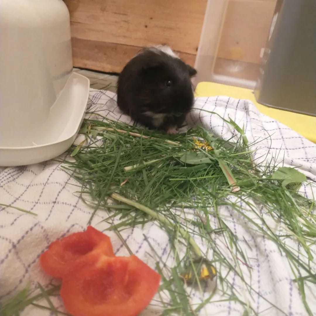 Marsvin Nuller billede 4