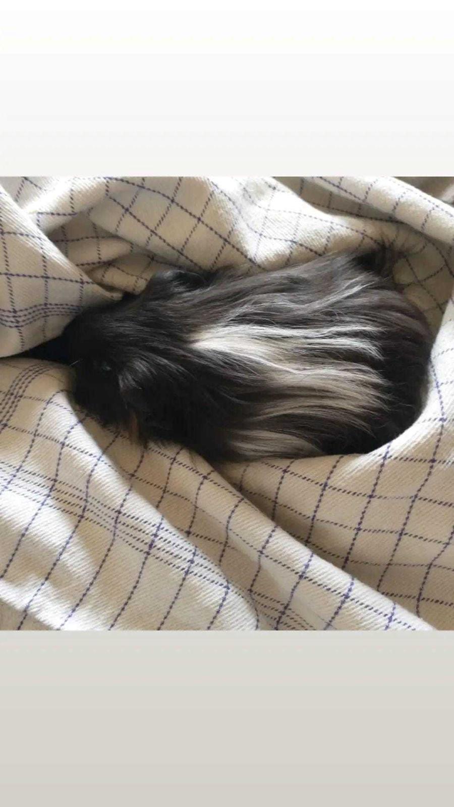 Marsvin Nuller billede 7