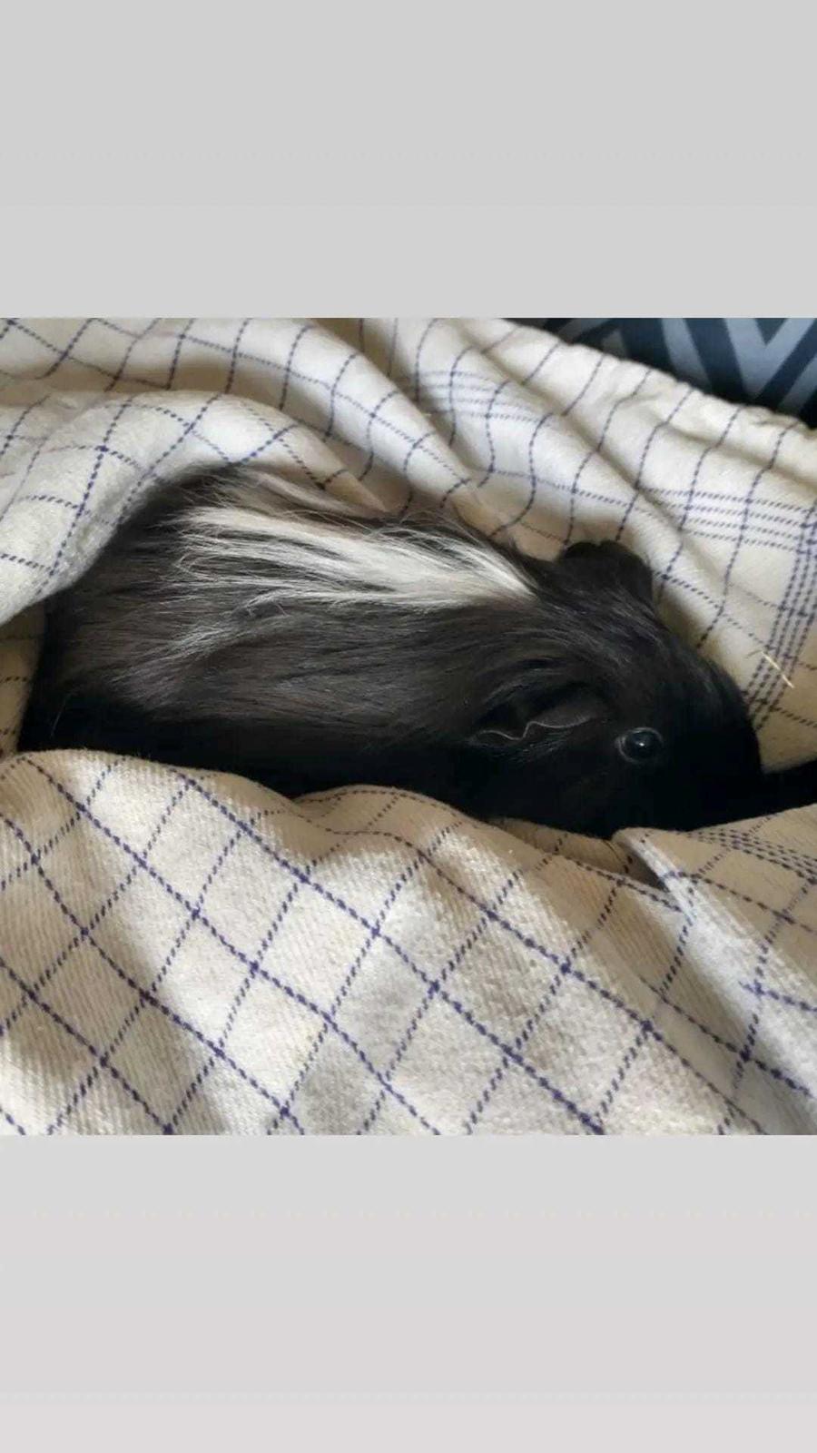 Marsvin Nuller billede 8