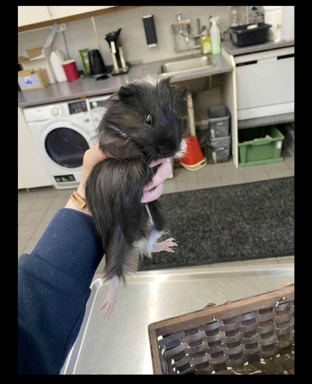 Marsvin Nuller billede 10