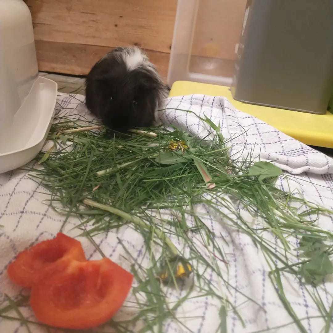 Marsvin Nuller billede 5