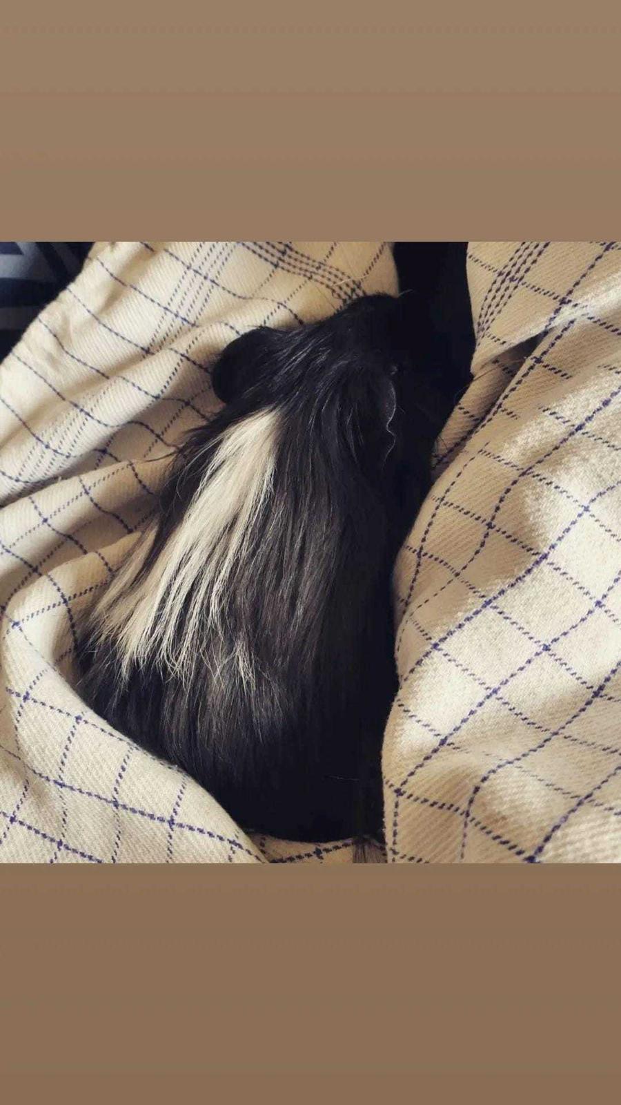 Marsvin Nuller billede 9