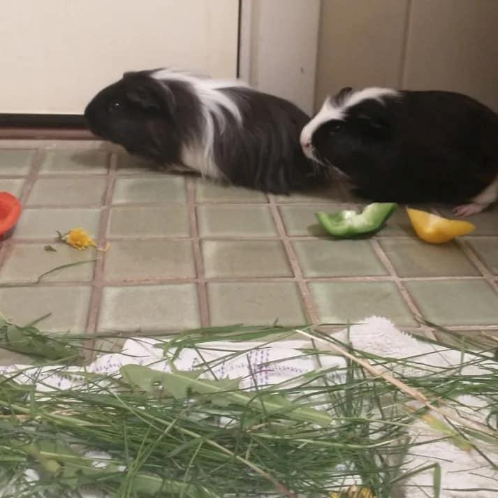 Marsvin Nuller billede 17