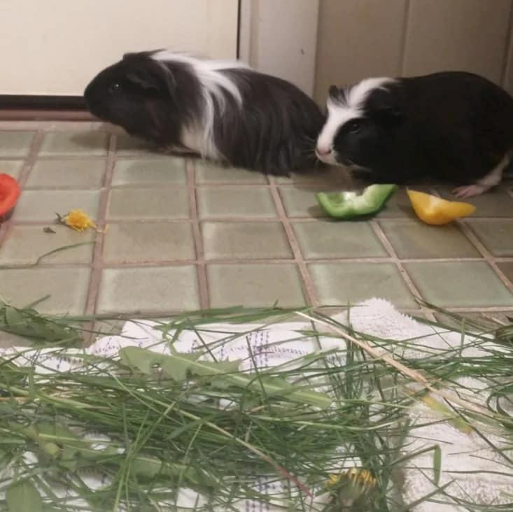 Marsvin Nuller billede 16