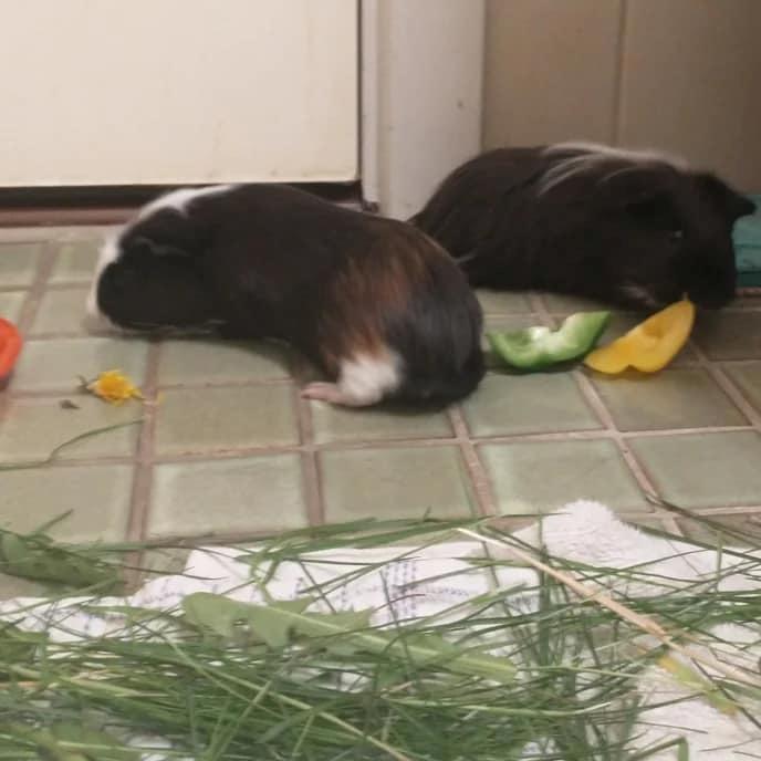 Marsvin Nuller billede 20